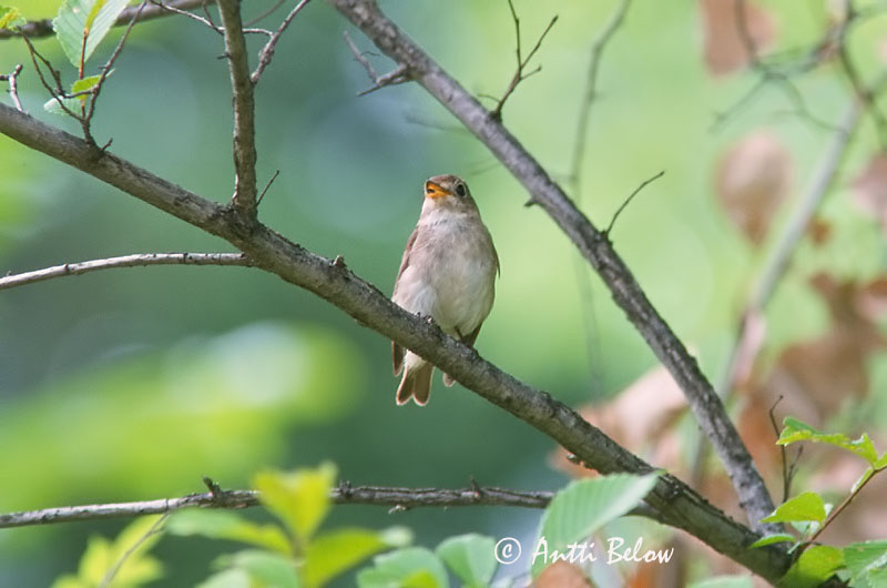 Avainsanat: Bruine vliegenvanger Asian Brown Flycatcher Ruskosieppo Gobemouche brun Braunschnäpper Barna légykapó Mökkurgrípur Brunfluesnapper Papa-moscas-pardo Muscicapa dauurica Papamoscas Pardo Glasögonflugsnappare Muscicapa latirostris