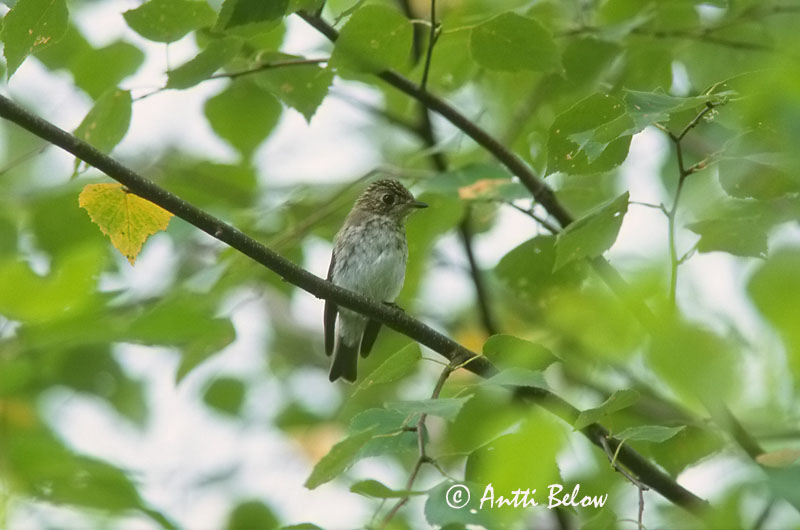 Avainsanat: Bruine vliegenvanger Asian Brown Flycatcher Ruskosieppo Gobemouche brun Braunschnäpper Barna légykapó Mökkurgrípur Brunfluesnapper Papa-moscas-pardo Muscicapa dauurica Papamoscas Pardo Glasögonflugsnappare Muscicapa latirostris