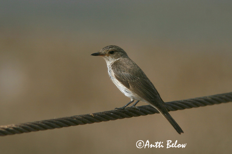 Avainsanat: Papamosques gris Grå fluesnapper Grauwe vliegenvanger Spotted Flycatcher Hall-kärbsenäpp Harmaasieppo Gobemouche gris Grauschnäpper Szürke légykapó Grágrípur Grå fluesnapper Papa-moscas-cinzento Muscicapa striata Papamoscas Gris Grå flugsnappar