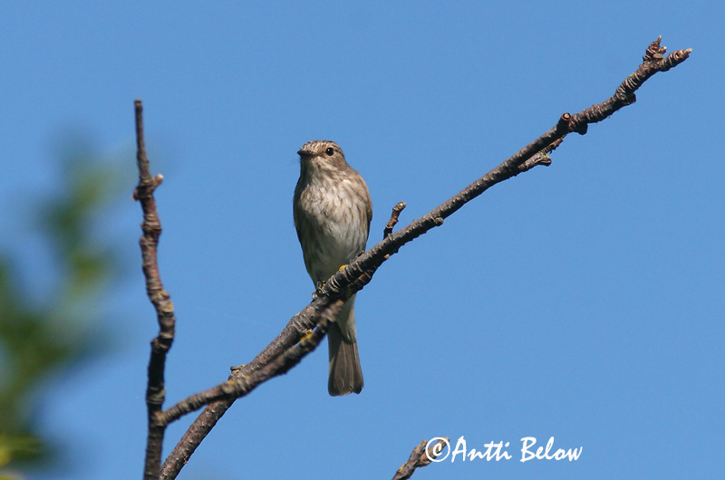 Avainsanat: Papamosques gris Grå fluesnapper Grauwe vliegenvanger Spotted Flycatcher Hall-kärbsenäpp Harmaasieppo Gobemouche gris Grauschnäpper Szürke légykapó Grágrípur Grå fluesnapper Papa-moscas-cinzento Muscicapa striata Papamoscas Gris Grå flugsnappar