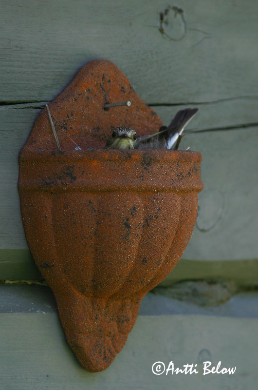 Avainsanat: Papamosques gris Grå fluesnapper Grauwe vliegenvanger Spotted Flycatcher Hall-kärbsenäpp Harmaasieppo Gobemouche gris Grauschnäpper Szürke légykapó Grágrípur Grå fluesnapper Papa-moscas-cinzento Muscicapa striata Papamoscas Gris Grå flugsnappar