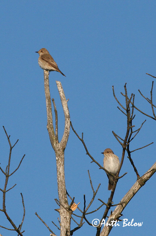 Avainsanat: Papamosques gris Grå fluesnapper Grauwe vliegenvanger Spotted Flycatcher Hall-kärbsenäpp Harmaasieppo Gobemouche gris Grauschnäpper Szürke légykapó Grágrípur Grå fluesnapper Papa-moscas-cinzento Muscicapa striata Papamoscas Gris Grå flugsnappar