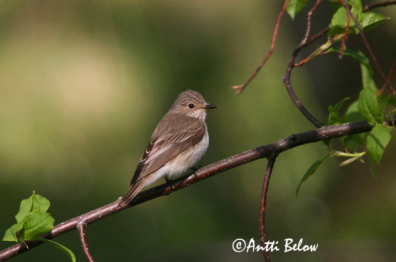Avainsanat: Papamosques gris Grå fluesnapper Grauwe vliegenvanger Spotted Flycatcher Hall-kärbsenäpp Harmaasieppo Gobemouche gris Grauschnäpper Szürke légykapó Grágrípur Grå fluesnapper Papa-moscas-cinzento Muscicapa striata Papamoscas Gris Grå flugsnappar