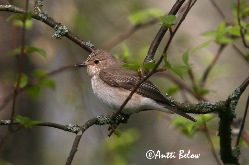Avainsanat: Papamosques gris Grå fluesnapper Grauwe vliegenvanger Spotted Flycatcher Hall-kärbsenäpp Harmaasieppo Gobemouche gris Grauschnäpper Szürke légykapó Grágrípur Grå fluesnapper Papa-moscas-cinzento Muscicapa striata Papamoscas Gris Grå flugsnappar