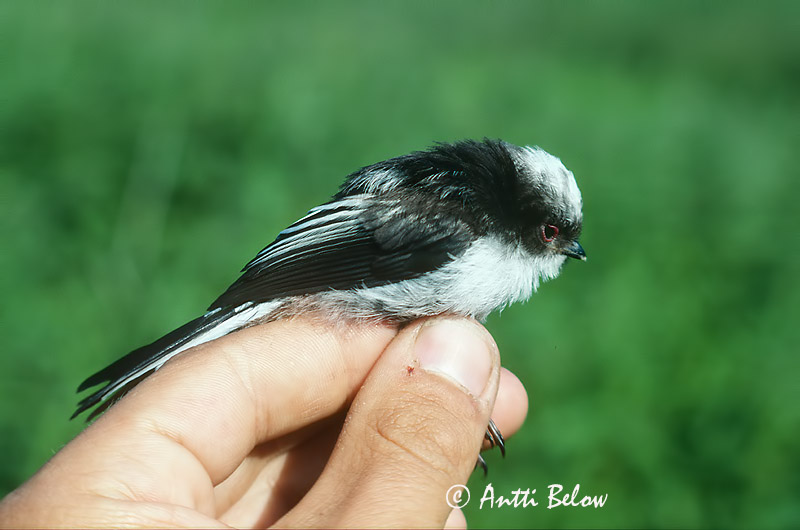 Avainsanat: Mallerenga cuallarga Halemejse Staartmees Long-tailed Tit Sabatihane Pyrstötiainen Mésange à longue queue Schwanzmeise Oszapó Skottmeisa Codibugnolo Stjertmeis Chapim-rabilongo Aegithalos caudatus Mito Stjärtmes