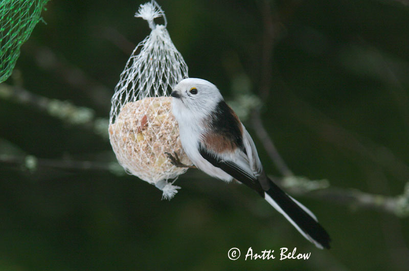 Avainsanat: Mallerenga cuallarga Halemejse Staartmees Long-tailed Tit Sabatihane Pyrstötiainen Mésange à longue queue Schwanzmeise Oszapó Skottmeisa Codibugnolo Stjertmeis Chapim-rabilongo Aegithalos caudatus Mito Stjärtmes