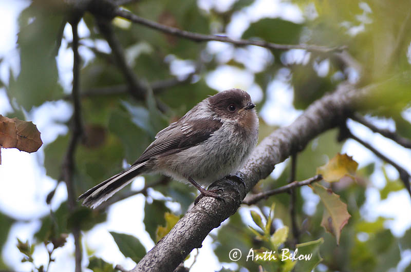 Turkey, 5/08
Avainsanat: Mallerenga cuallarga Halemejse Staartmees Long-tailed Tit Sabatihane Pyrstötiainen Mésange à longue queue Schwanzmeise Oszapó Skottmeisa Codibugnolo Stjertmeis Chapim-rabilongo Aegithalos caudatus Mito Stjärtmes