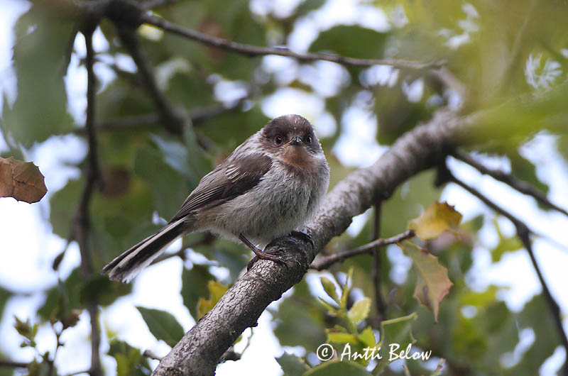 Turkey
Avainsanat: Mallerenga cuallarga Halemejse Staartmees Long-tailed Tit Sabatihane Pyrstötiainen Mésange à longue queue Schwanzmeise Oszapó Skottmeisa Codibugnolo Stjertmeis Chapim-rabilongo Aegithalos caudatus Mito Stjärtmes