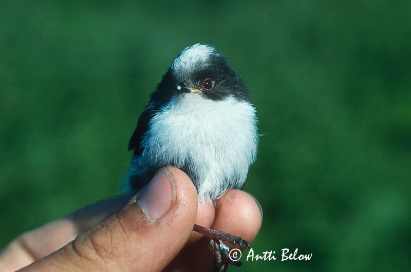Siberia
juv
Avainsanat: Mallerenga cuallarga Halemejse Staartmees Long-tailed Tit Sabatihane Pyrstötiainen Mésange à longue queue Schwanzmeise Oszapó Skottmeisa Codibugnolo Stjertmeis Chapim-rabilongo Aegithalos caudatus Mito Stjärtmes