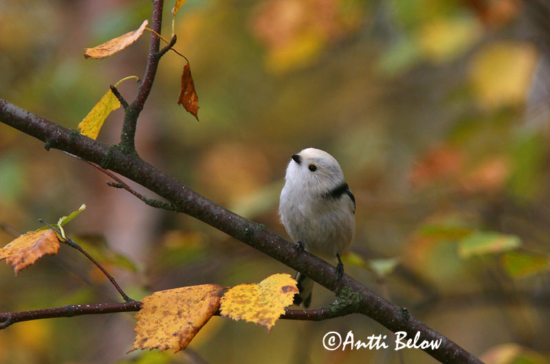 Avainsanat: Mallerenga cuallarga Halemejse Staartmees Long-tailed Tit Sabatihane Pyrstötiainen Mésange à longue queue Schwanzmeise Oszapó Skottmeisa Codibugnolo Stjertmeis Chapim-rabilongo Aegithalos caudatus Mito Stjärtmes