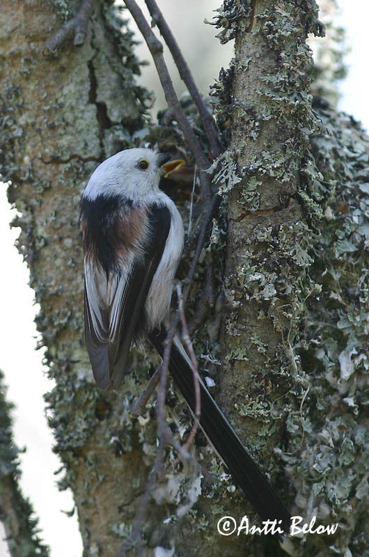 Avainsanat: Mallerenga cuallarga Halemejse Staartmees Long-tailed Tit Sabatihane Pyrstötiainen Mésange à longue queue Schwanzmeise Oszapó Skottmeisa Codibugnolo Stjertmeis Chapim-rabilongo Aegithalos caudatus Mito Stjärtmes
