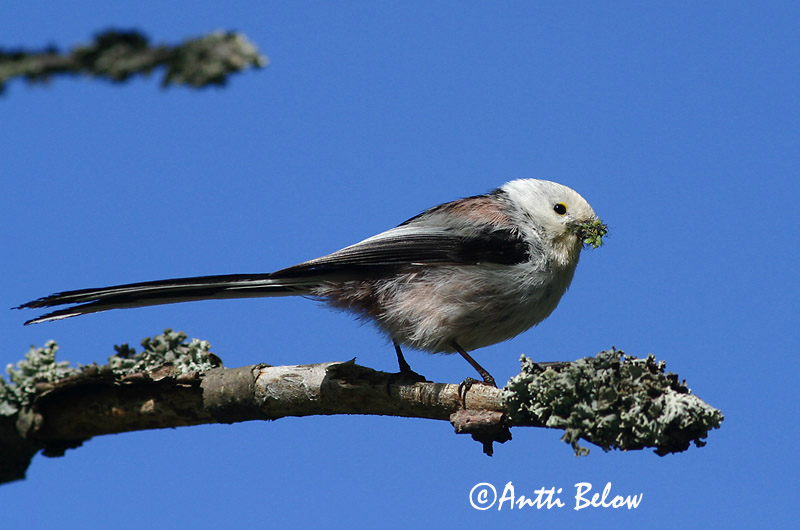 Avainsanat: Mallerenga cuallarga Halemejse Staartmees Long-tailed Tit Sabatihane Pyrstötiainen Mésange à longue queue Schwanzmeise Oszapó Skottmeisa Codibugnolo Stjertmeis Chapim-rabilongo Aegithalos caudatus Mito Stjärtmes