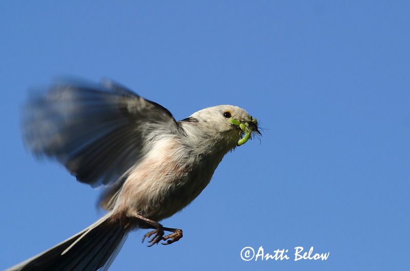 Avainsanat: Mallerenga cuallarga Halemejse Staartmees Long-tailed Tit Sabatihane Pyrstötiainen Mésange à longue queue Schwanzmeise Oszapó Skottmeisa Codibugnolo Stjertmeis Chapim-rabilongo Aegithalos caudatus Mito Stjärtmes