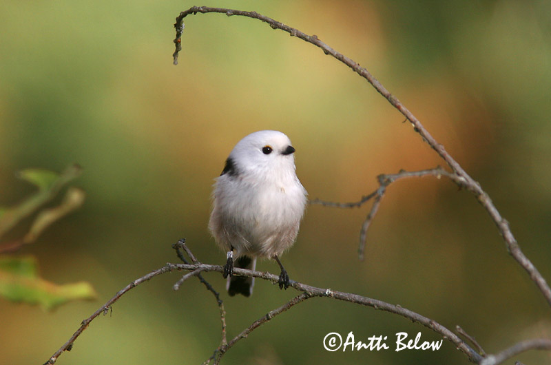 Avainsanat: Mallerenga cuallarga Halemejse Staartmees Long-tailed Tit Sabatihane Pyrstötiainen Mésange à longue queue Schwanzmeise Oszapó Skottmeisa Codibugnolo Stjertmeis Chapim-rabilongo Aegithalos caudatus Mito Stjärtmes