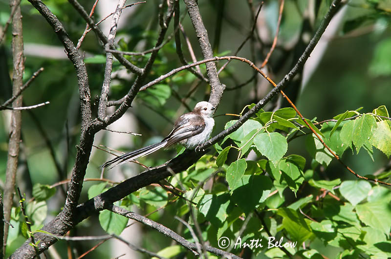 Avainsanat: Mallerenga cuallarga Halemejse Staartmees Long-tailed Tit Sabatihane Pyrstötiainen Mésange à longue queue Schwanzmeise Oszapó Skottmeisa Codibugnolo Stjertmeis Chapim-rabilongo Aegithalos caudatus Mito Stjärtmes