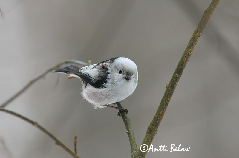 Avainsanat: Mallerenga cuallarga Halemejse Staartmees Long-tailed Tit Sabatihane Pyrstötiainen Mésange à longue queue Schwanzmeise Oszapó Skottmeisa Codibugnolo Stjertmeis Chapim-rabilongo Aegithalos caudatus Mito Stjärtmes