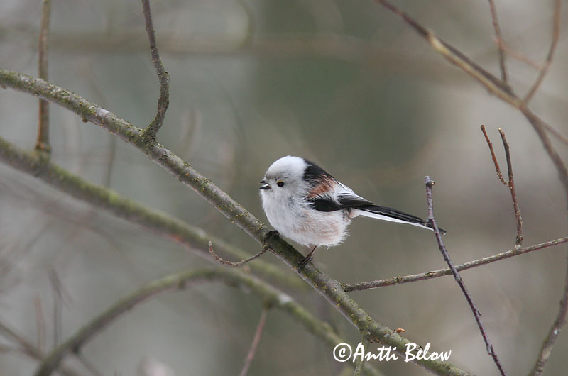 Avainsanat: Mallerenga cuallarga Halemejse Staartmees Long-tailed Tit Sabatihane Pyrstötiainen Mésange à longue queue Schwanzmeise Oszapó Skottmeisa Codibugnolo Stjertmeis Chapim-rabilongo Aegithalos caudatus Mito Stjärtmes