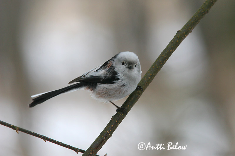Avainsanat: Mallerenga cuallarga Halemejse Staartmees Long-tailed Tit Sabatihane Pyrstötiainen Mésange à longue queue Schwanzmeise Oszapó Skottmeisa Codibugnolo Stjertmeis Chapim-rabilongo Aegithalos caudatus Mito Stjärtmes