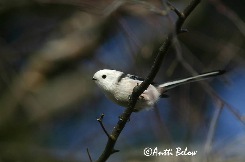 Avainsanat: Mallerenga cuallarga Halemejse Staartmees Long-tailed Tit Sabatihane Pyrstötiainen Mésange à longue queue Schwanzmeise Oszapó Skottmeisa Codibugnolo Stjertmeis Chapim-rabilongo Aegithalos caudatus Mito Stjärtmes