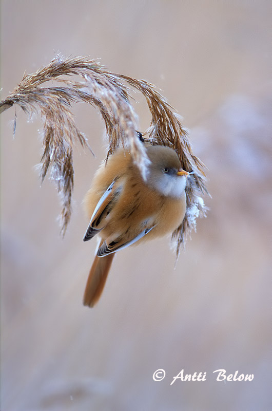 Avainsanat: Mallerenga de bigotis Skægmejse Baardmannetje Bearded Reedling Bearded Tit Roohabekas, roovilbas Viiksitimali Panure à moustaches Bartmeise Barkóscinege Kampameisa Basettino Skjeggmeis Chapim-de-bigode Panurus biarmicus Bigotudo Skäggmes