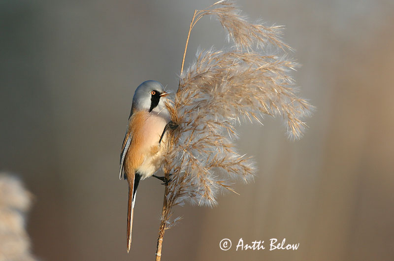 Avainsanat: Mallerenga de bigotis Skægmejse Baardmannetje Bearded Reedling Bearded Tit Roohabekas, roovilbas Viiksitimali Panure à moustaches Bartmeise Barkóscinege Kampameisa Basettino Skjeggmeis Chapim-de-bigode Panurus biarmicus Bigotudo Skäggmes