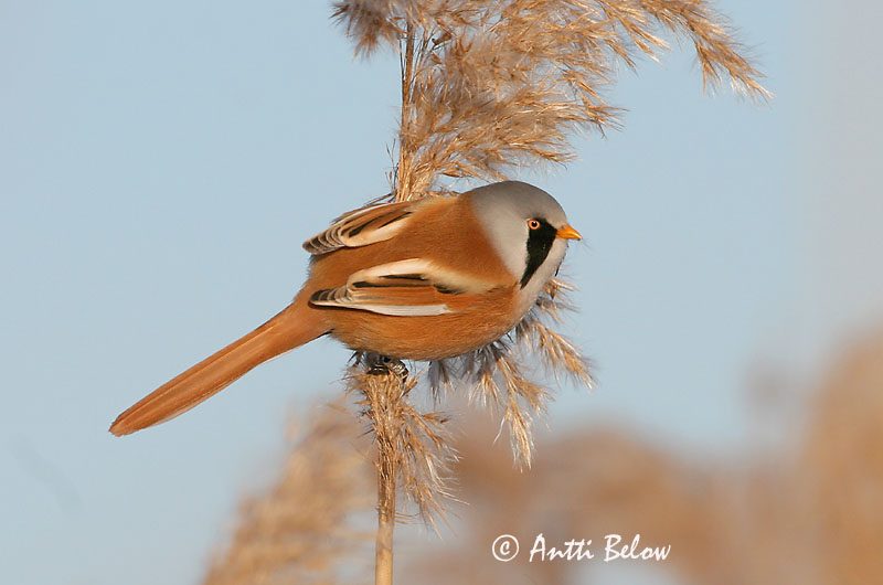Avainsanat: Mallerenga de bigotis Skægmejse Baardmannetje Bearded Reedling Bearded Tit Roohabekas, roovilbas Viiksitimali Panure à moustaches Bartmeise Barkóscinege Kampameisa Basettino Skjeggmeis Chapim-de-bigode Panurus biarmicus Bigotudo Skäggmes