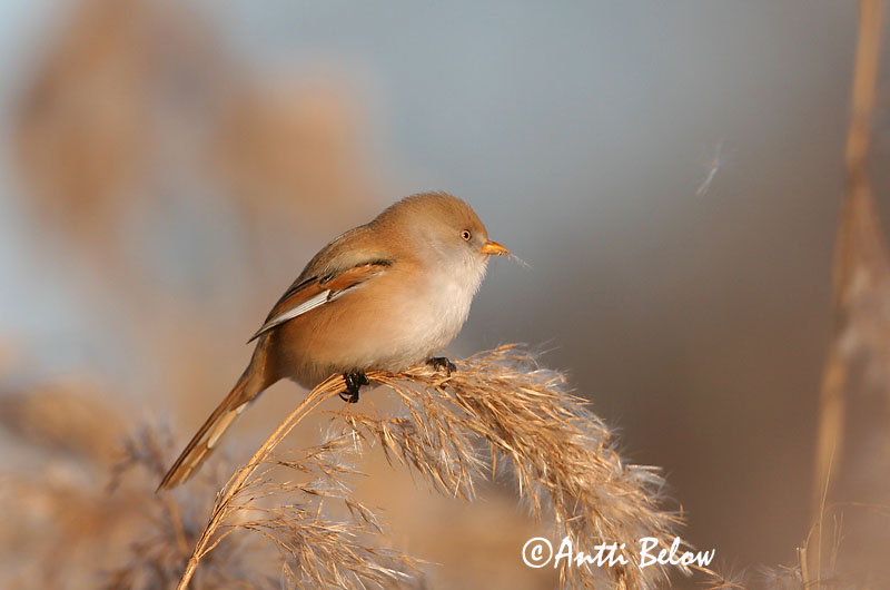 Avainsanat: Mallerenga de bigotis Skægmejse Baardmannetje Bearded Reedling Bearded Tit Roohabekas, roovilbas Viiksitimali Panure à moustaches Bartmeise Barkóscinege Kampameisa Basettino Skjeggmeis Chapim-de-bigode Panurus biarmicus Bigotudo Skäggmes