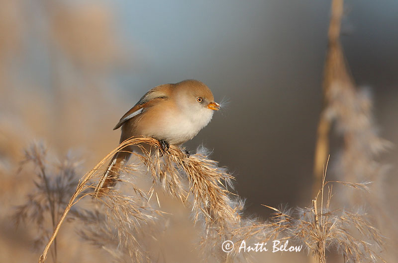 Avainsanat: Mallerenga de bigotis Skægmejse Baardmannetje Bearded Reedling Bearded Tit Roohabekas, roovilbas Viiksitimali Panure à moustaches Bartmeise Barkóscinege Kampameisa Basettino Skjeggmeis Chapim-de-bigode Panurus biarmicus Bigotudo Skäggmes