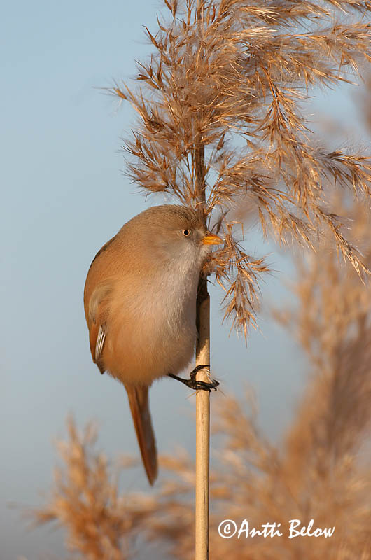 Avainsanat: Mallerenga de bigotis Skægmejse Baardmannetje Bearded Reedling Bearded Tit Roohabekas, roovilbas Viiksitimali Panure à moustaches Bartmeise Barkóscinege Kampameisa Basettino Skjeggmeis Chapim-de-bigode Panurus biarmicus Bigotudo Skäggmes