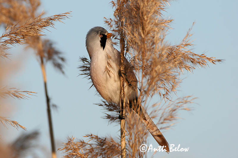 Avainsanat: Mallerenga de bigotis Skægmejse Baardmannetje Bearded Reedling Bearded Tit Roohabekas, roovilbas Viiksitimali Panure à moustaches Bartmeise Barkóscinege Kampameisa Basettino Skjeggmeis Chapim-de-bigode Panurus biarmicus Bigotudo Skäggmes