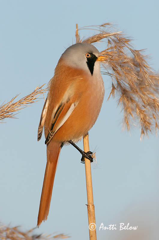Avainsanat: Mallerenga de bigotis Skægmejse Baardmannetje Bearded Reedling Bearded Tit Roohabekas, roovilbas Viiksitimali Panure à moustaches Bartmeise Barkóscinege Kampameisa Basettino Skjeggmeis Chapim-de-bigode Panurus biarmicus Bigotudo Skäggmes