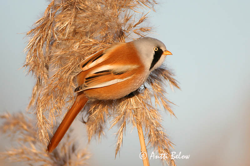 Avainsanat: Mallerenga de bigotis Skægmejse Baardmannetje Bearded Reedling Bearded Tit Roohabekas, roovilbas Viiksitimali Panure à moustaches Bartmeise Barkóscinege Kampameisa Basettino Skjeggmeis Chapim-de-bigode Panurus biarmicus Bigotudo Skäggmes