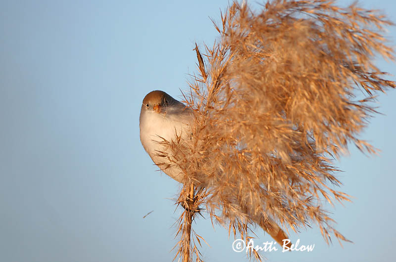 Avainsanat: Mallerenga de bigotis Skægmejse Baardmannetje Bearded Reedling Bearded Tit Roohabekas, roovilbas Viiksitimali Panure à moustaches Bartmeise Barkóscinege Kampameisa Basettino Skjeggmeis Chapim-de-bigode Panurus biarmicus Bigotudo Skäggmes