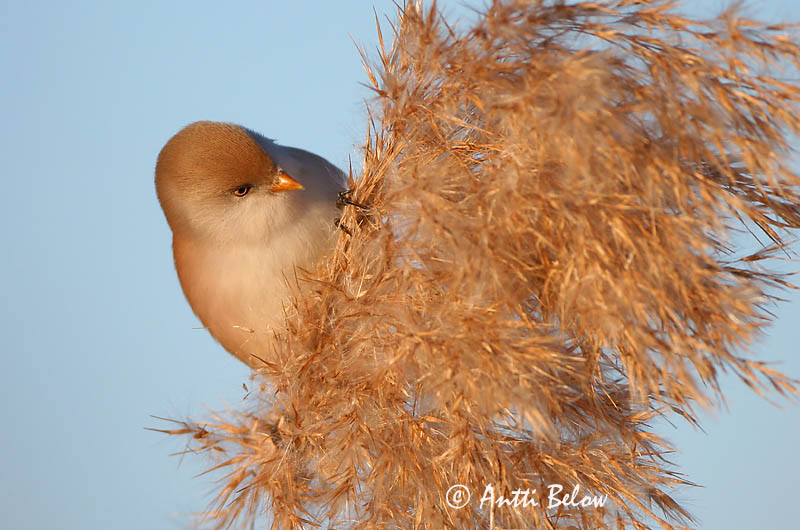 Avainsanat: Mallerenga de bigotis Skægmejse Baardmannetje Bearded Reedling Bearded Tit Roohabekas, roovilbas Viiksitimali Panure à moustaches Bartmeise Barkóscinege Kampameisa Basettino Skjeggmeis Chapim-de-bigode Panurus biarmicus Bigotudo Skäggmes