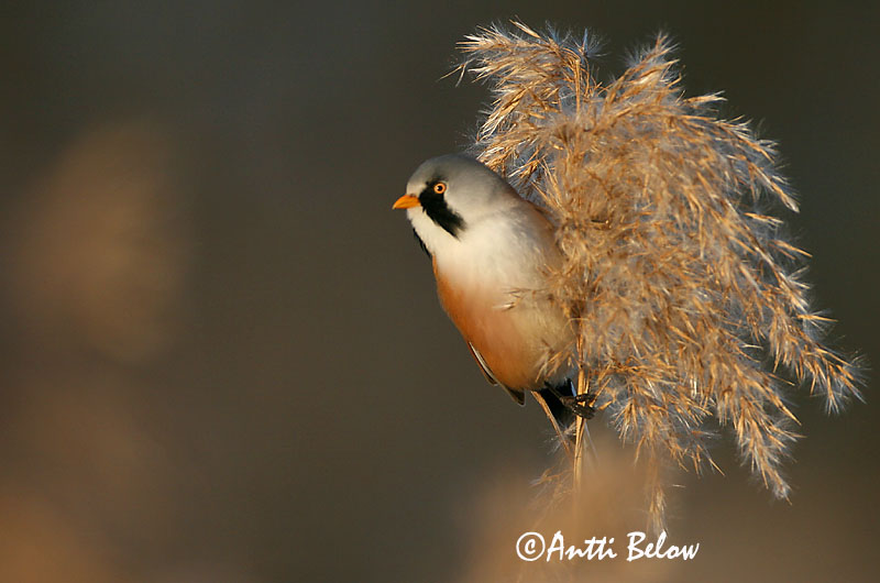 Avainsanat: Mallerenga de bigotis Skægmejse Baardmannetje Bearded Reedling Bearded Tit Roohabekas, roovilbas Viiksitimali Panure à moustaches Bartmeise Barkóscinege Kampameisa Basettino Skjeggmeis Chapim-de-bigode Panurus biarmicus Bigotudo Skäggmes