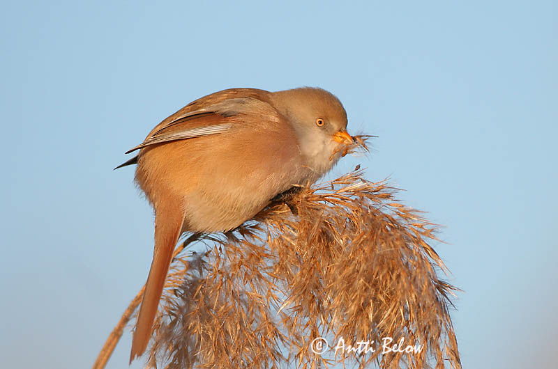 Avainsanat: Mallerenga de bigotis Skægmejse Baardmannetje Bearded Reedling Bearded Tit Roohabekas, roovilbas Viiksitimali Panure à moustaches Bartmeise Barkóscinege Kampameisa Basettino Skjeggmeis Chapim-de-bigode Panurus biarmicus Bigotudo Skäggmes