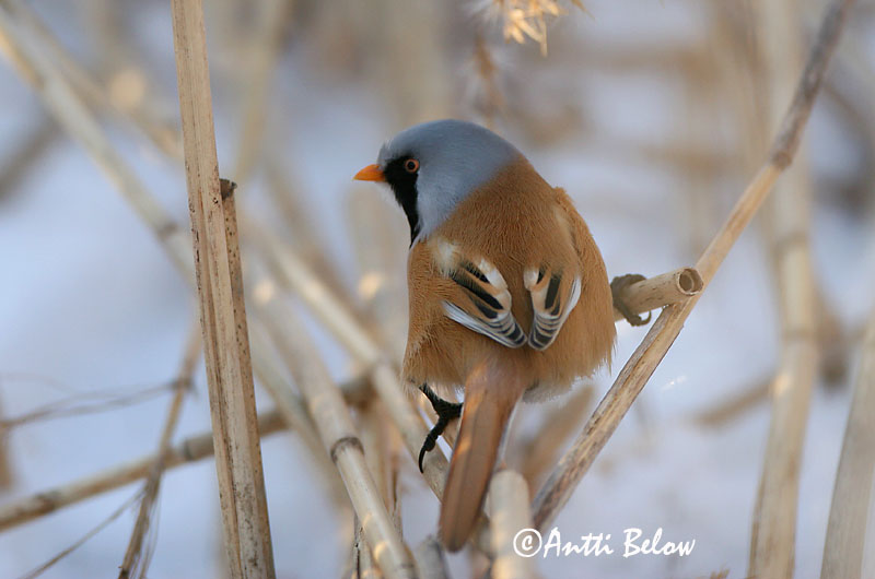 Avainsanat: Mallerenga de bigotis Skægmejse Baardmannetje Bearded Reedling Bearded Tit Roohabekas, roovilbas Viiksitimali Panure à moustaches Bartmeise Barkóscinege Kampameisa Basettino Skjeggmeis Chapim-de-bigode Panurus biarmicus Bigotudo Skäggmes