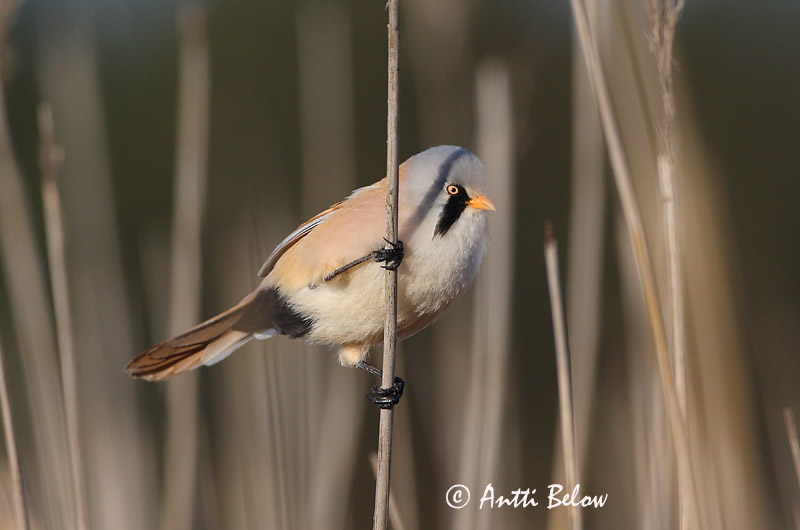 Avainsanat: Mallerenga de bigotis Skægmejse Baardmannetje Bearded Reedling Bearded Tit Roohabekas, roovilbas Viiksitimali Panure à moustaches Bartmeise Barkóscinege Kampameisa Basettino Skjeggmeis Chapim-de-bigode Panurus biarmicus Bigotudo Skäggmes