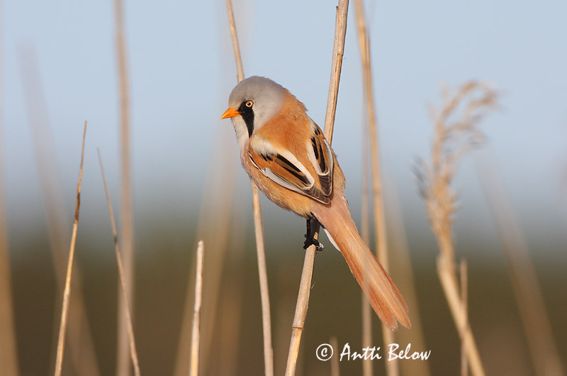 Avainsanat: Mallerenga de bigotis Skægmejse Baardmannetje Bearded Reedling Bearded Tit Roohabekas, roovilbas Viiksitimali Panure à moustaches Bartmeise Barkóscinege Kampameisa Basettino Skjeggmeis Chapim-de-bigode Panurus biarmicus Bigotudo Skäggmes