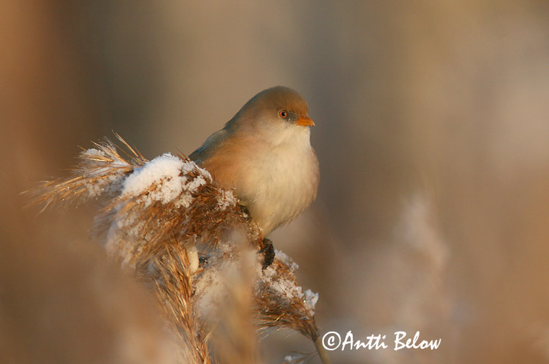 Avainsanat: Mallerenga de bigotis Skægmejse Baardmannetje Bearded Reedling Bearded Tit Roohabekas, roovilbas Viiksitimali Panure à moustaches Bartmeise Barkóscinege Kampameisa Basettino Skjeggmeis Chapim-de-bigode Panurus biarmicus Bigotudo Skäggmes
