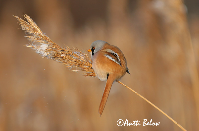 Avainsanat: Mallerenga de bigotis Skægmejse Baardmannetje Bearded Reedling Bearded Tit Roohabekas, roovilbas Viiksitimali Panure à moustaches Bartmeise Barkóscinege Kampameisa Basettino Skjeggmeis Chapim-de-bigode Panurus biarmicus Bigotudo Skäggmes