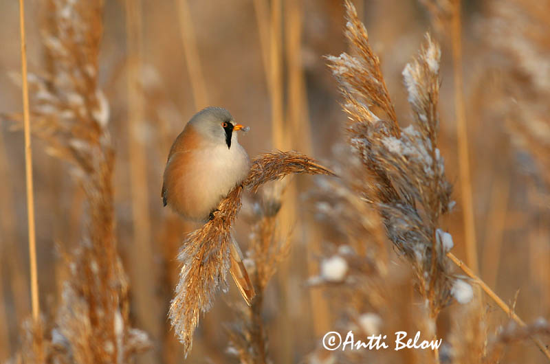 Avainsanat: Mallerenga de bigotis Skægmejse Baardmannetje Bearded Reedling Bearded Tit Roohabekas, roovilbas Viiksitimali Panure à moustaches Bartmeise Barkóscinege Kampameisa Basettino Skjeggmeis Chapim-de-bigode Panurus biarmicus Bigotudo Skäggmes