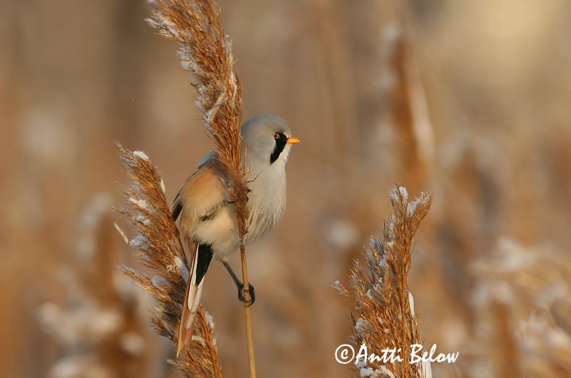 Avainsanat: Mallerenga de bigotis Skægmejse Baardmannetje Bearded Reedling Bearded Tit Roohabekas, roovilbas Viiksitimali Panure à moustaches Bartmeise Barkóscinege Kampameisa Basettino Skjeggmeis Chapim-de-bigode Panurus biarmicus Bigotudo Skäggmes