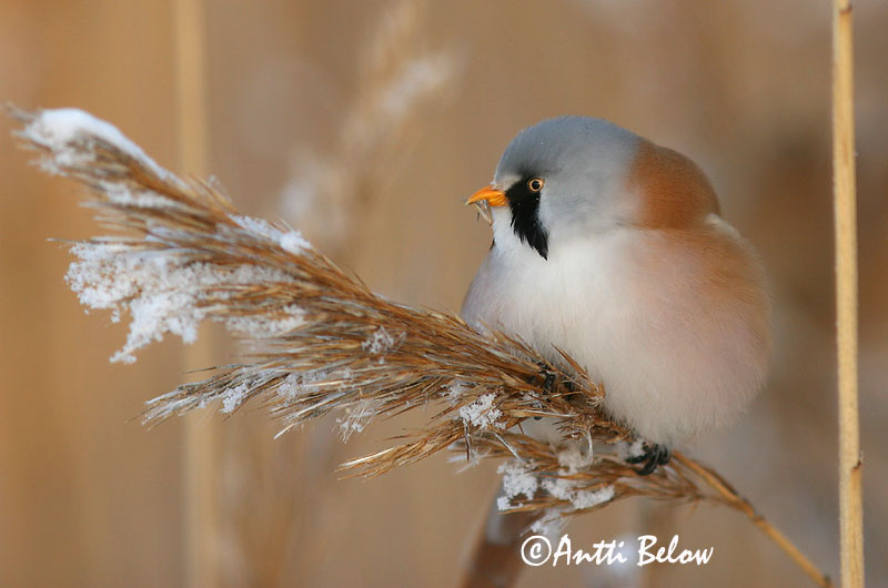 Avainsanat: Mallerenga de bigotis Skægmejse Baardmannetje Bearded Reedling Bearded Tit Roohabekas, roovilbas Viiksitimali Panure à moustaches Bartmeise Barkóscinege Kampameisa Basettino Skjeggmeis Chapim-de-bigode Panurus biarmicus Bigotudo Skäggmes
