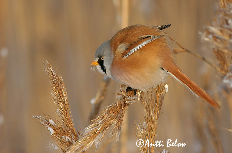 Avainsanat: Mallerenga de bigotis Skægmejse Baardmannetje Bearded Reedling Bearded Tit Roohabekas, roovilbas Viiksitimali Panure à moustaches Bartmeise Barkóscinege Kampameisa Basettino Skjeggmeis Chapim-de-bigode Panurus biarmicus Bigotudo Skäggmes