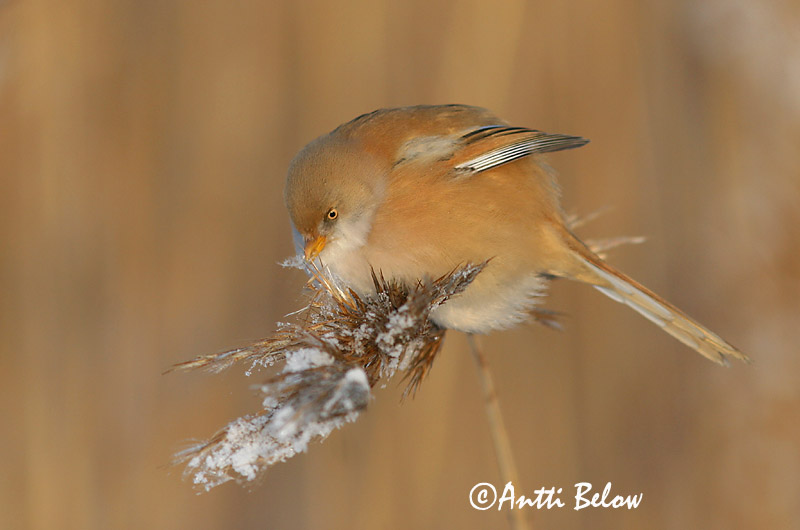 Avainsanat: Mallerenga de bigotis Skægmejse Baardmannetje Bearded Reedling Bearded Tit Roohabekas, roovilbas Viiksitimali Panure à moustaches Bartmeise Barkóscinege Kampameisa Basettino Skjeggmeis Chapim-de-bigode Panurus biarmicus Bigotudo Skäggmes