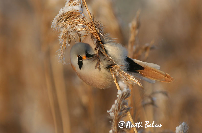 Avainsanat: Mallerenga de bigotis Skægmejse Baardmannetje Bearded Reedling Bearded Tit Roohabekas, roovilbas Viiksitimali Panure à moustaches Bartmeise Barkóscinege Kampameisa Basettino Skjeggmeis Chapim-de-bigode Panurus biarmicus Bigotudo Skäggmes