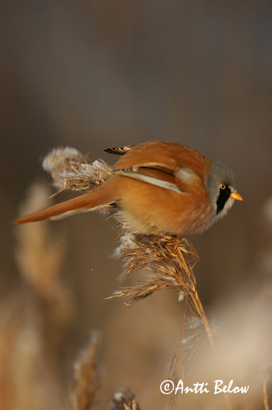 Avainsanat: Mallerenga de bigotis Skægmejse Baardmannetje Bearded Reedling Bearded Tit Roohabekas, roovilbas Viiksitimali Panure à moustaches Bartmeise Barkóscinege Kampameisa Basettino Skjeggmeis Chapim-de-bigode Panurus biarmicus Bigotudo Skäggmes