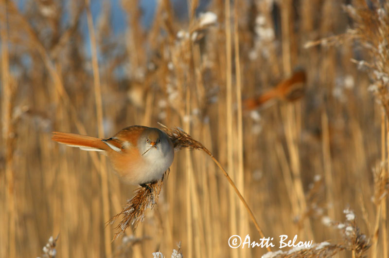 Avainsanat: Mallerenga de bigotis Skægmejse Baardmannetje Bearded Reedling Bearded Tit Roohabekas, roovilbas Viiksitimali Panure à moustaches Bartmeise Barkóscinege Kampameisa Basettino Skjeggmeis Chapim-de-bigode Panurus biarmicus Bigotudo Skäggmes