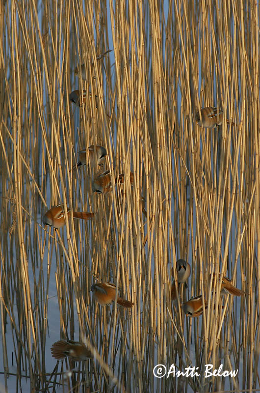 Avainsanat: Mallerenga de bigotis Skægmejse Baardmannetje Bearded Reedling Bearded Tit Roohabekas, roovilbas Viiksitimali Panure à moustaches Bartmeise Barkóscinege Kampameisa Basettino Skjeggmeis Chapim-de-bigode Panurus biarmicus Bigotudo Skäggmes